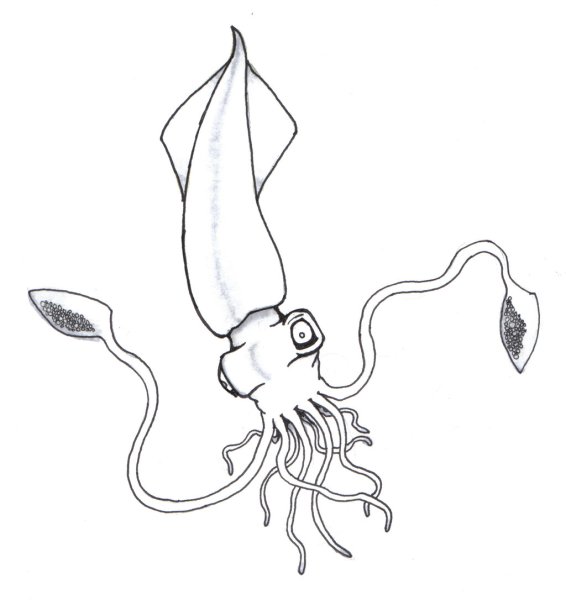 Кальмар раскраска