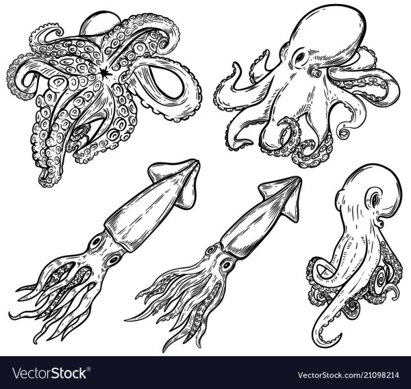 Кальмар Графика