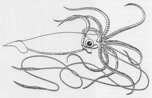 Кальмар раскраска