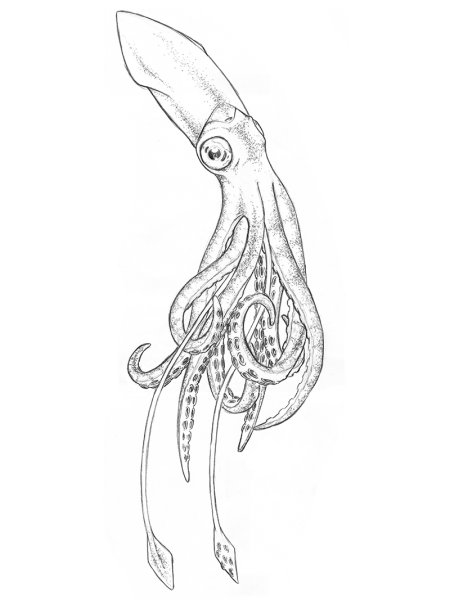 Кальмар эскиз