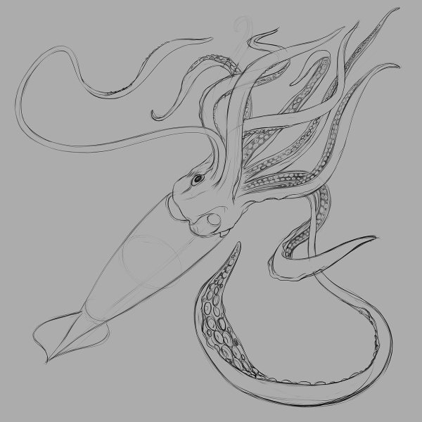 Кальмар тентакли