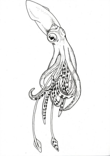 Кальмар эскиз