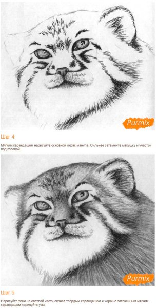 Манул рисунок карандашом