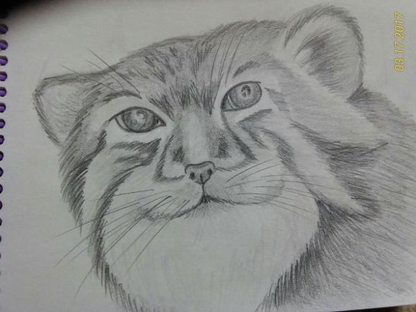 Рисование манула карандашом