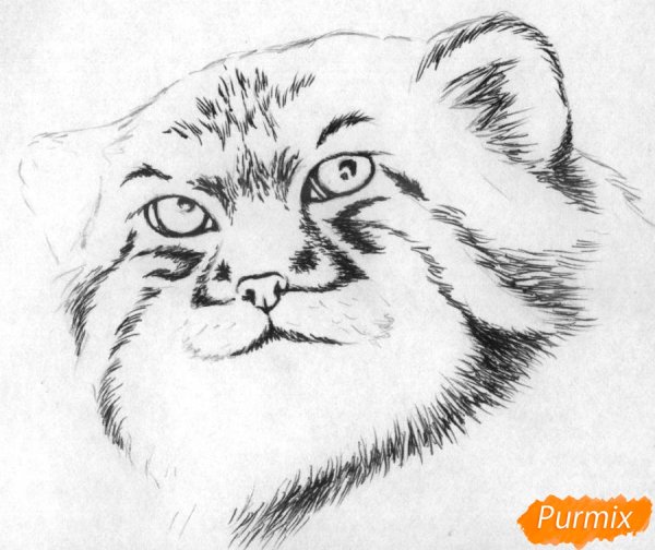 Манул карандашом