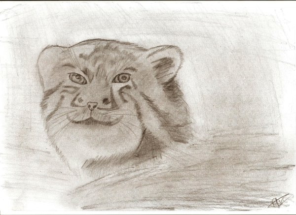 Рисунки манула лёгкие