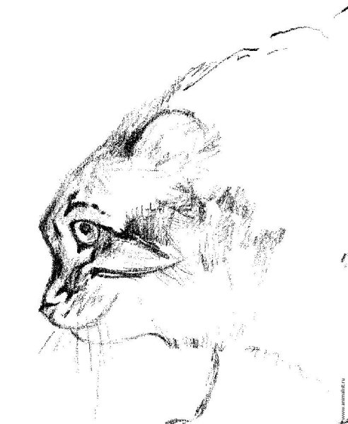 Манул карандашом