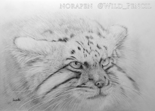 Дикий кот Манул раскраска