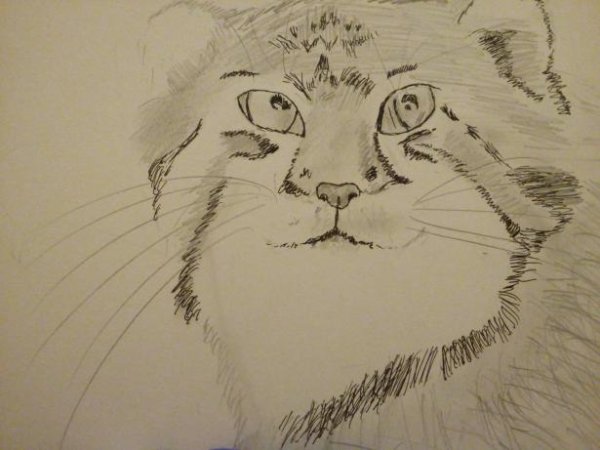 Манул рисунок карандашом для срисовки