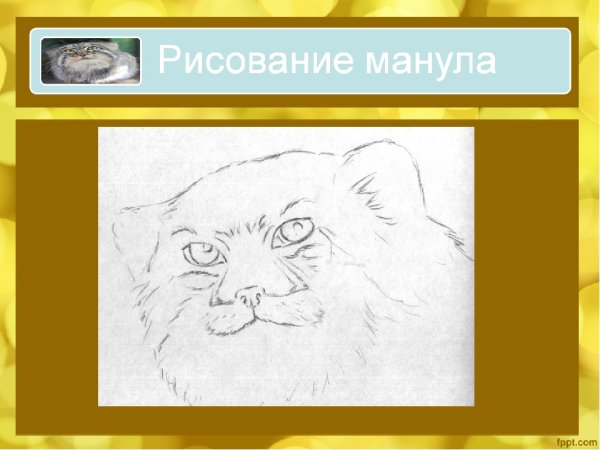 Манул рисунок для детей поэтапно