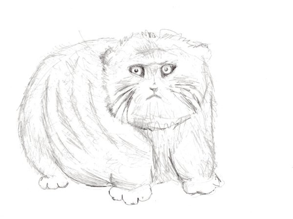 Контур кот Манул