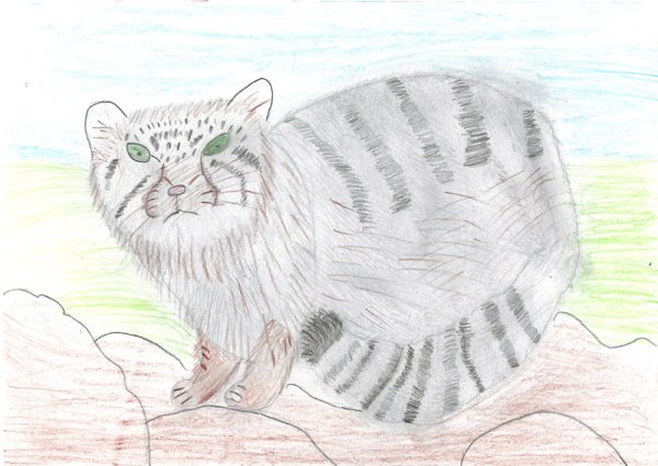 Рисунок манула 2 класс