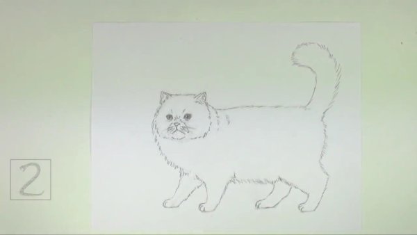 Котёнок рисунок карандашом