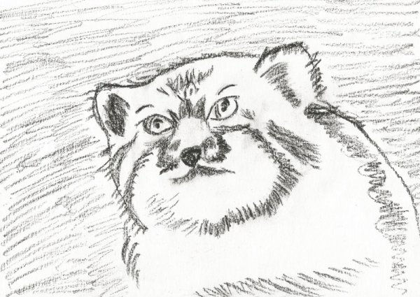 Рисунки манула карандашом лёгкие и красивые для срисовки