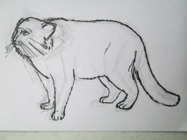 Картинка для срисовки манула легко