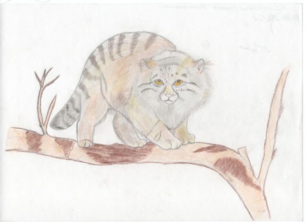 Рисунок на конкурс красная книга Манул