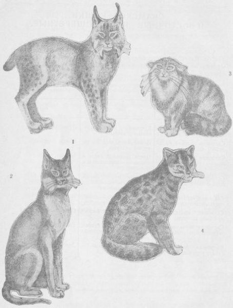 Зарисовка кошки сбоку