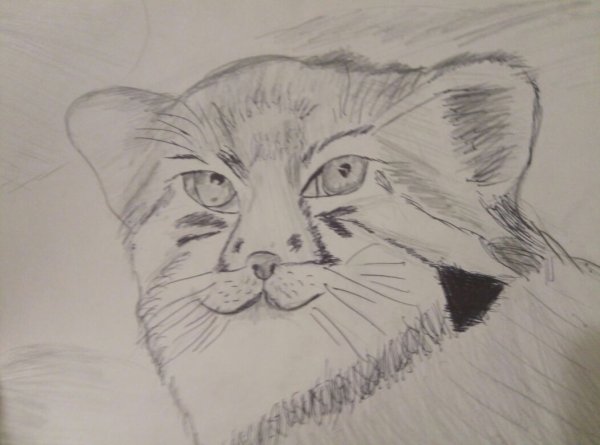 Нарисовать манула карандашом поэтапно для начинающих