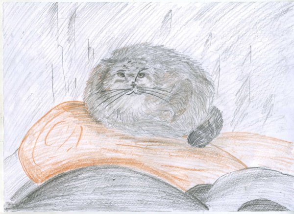 Детский рисунок манула