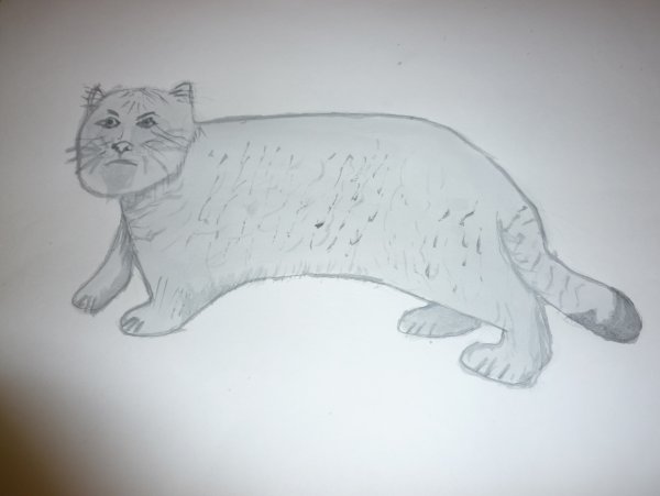 Рисунок манула легко