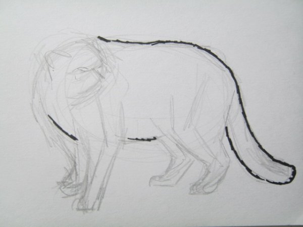 Нарисовать поэтапно животного манула стоящего