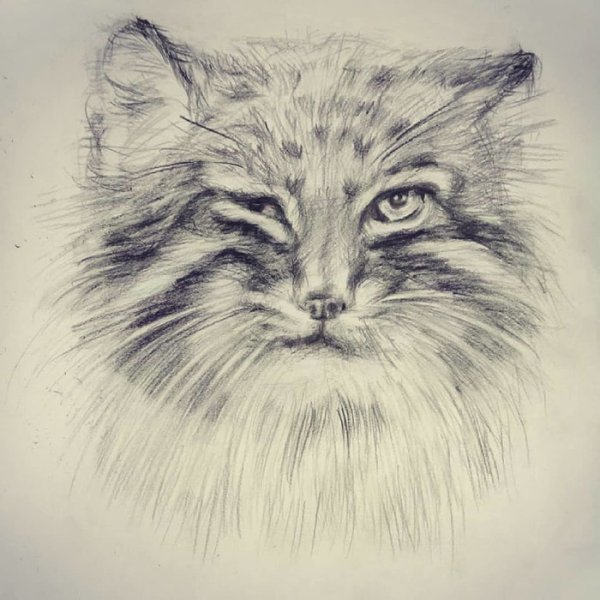 Кот Манул нарисовать