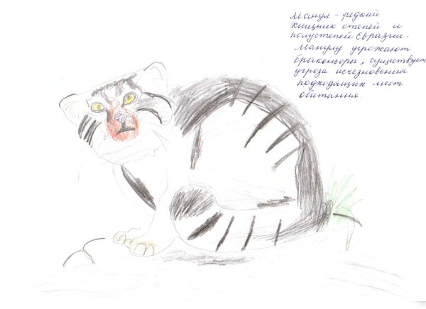 Рисунок на конкурс красная книга Манул