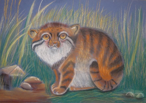 Кот Манул арт