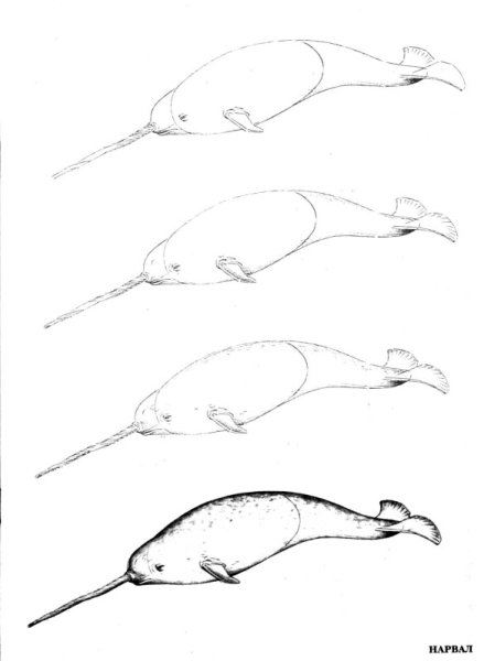 Поэтапное рисование нарвала для дошкольников