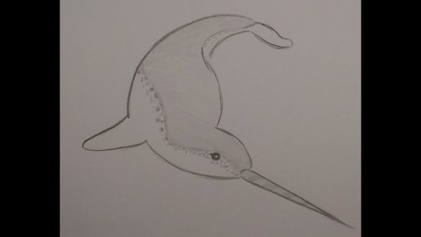 Поэтапное рисование нарвала для детей