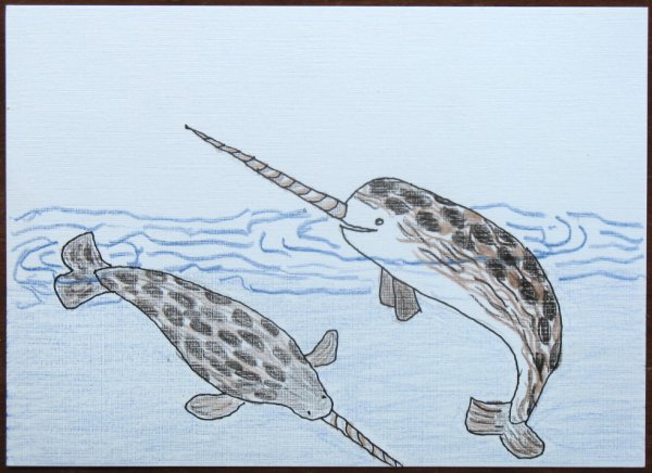 Нарвал раскраска