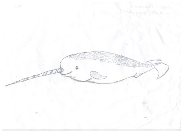 Дельфин нарвал