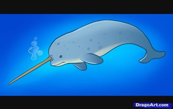 Нарвал рисунок цветными карандашами