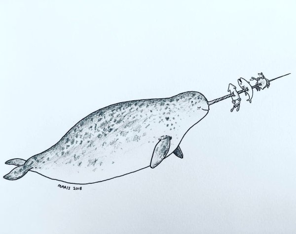 Нарвал скетч