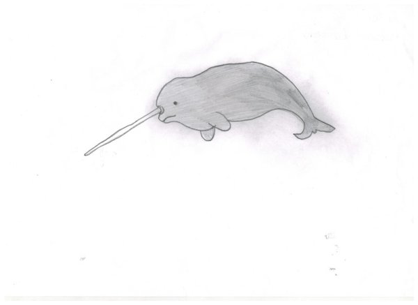 Нарвал раскраска для детей