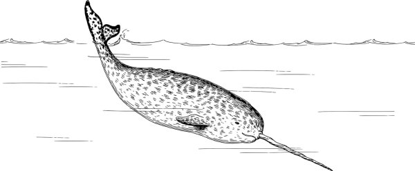 Нарвал скетч