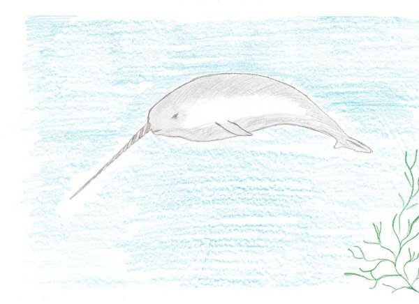 Нарвал раскраска для детей