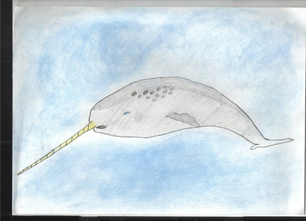 Нарвал раскраска для детей