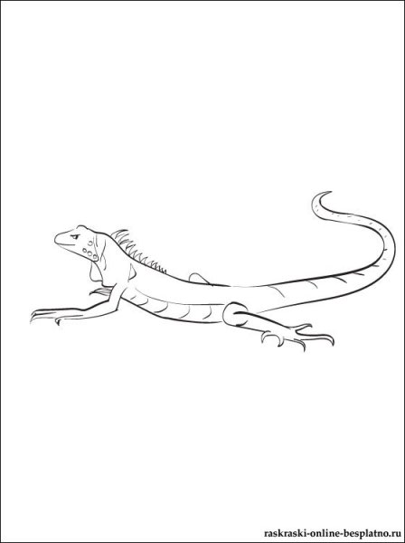 Игуана рисунок карандашом для детей