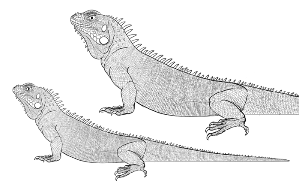 Игуана карандашом