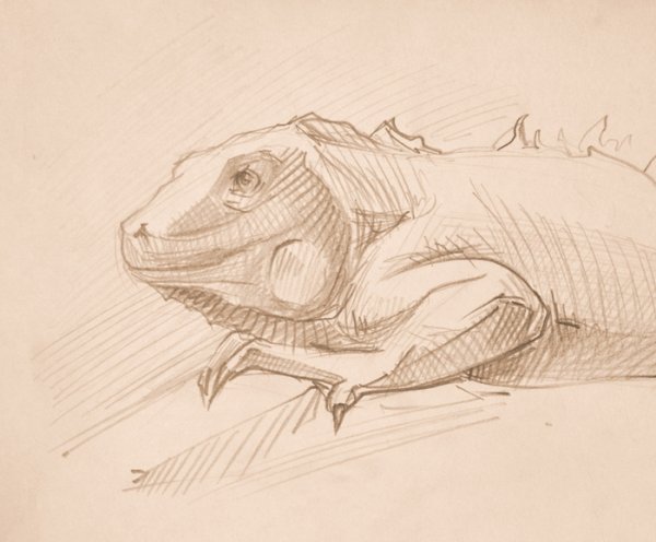 Игуана туториал