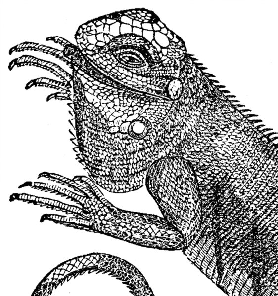 Игуана карандашом