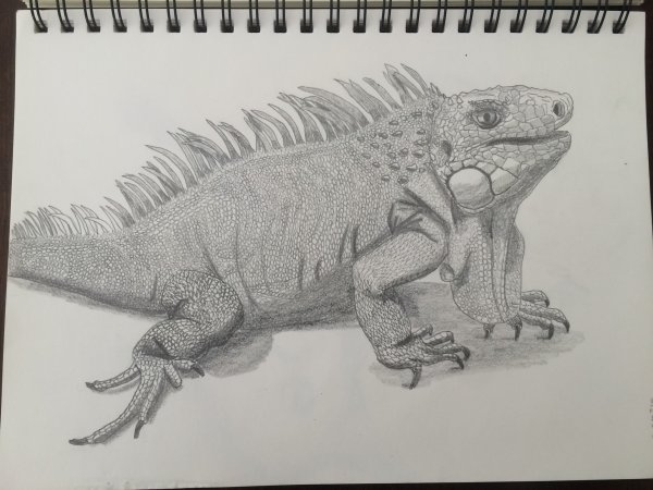 Игуана Графика