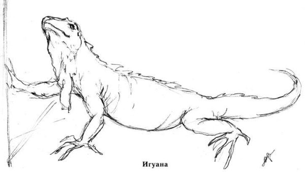 Раскраска динозавры гигантозавр