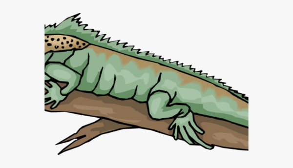 Iguana cartoon