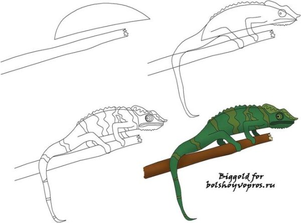 Крокодил этапы рисования
