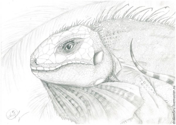 Игуана для срисовки