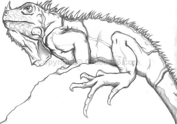 Нарисовать рептилию карандашом