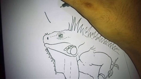 Игуана картинки