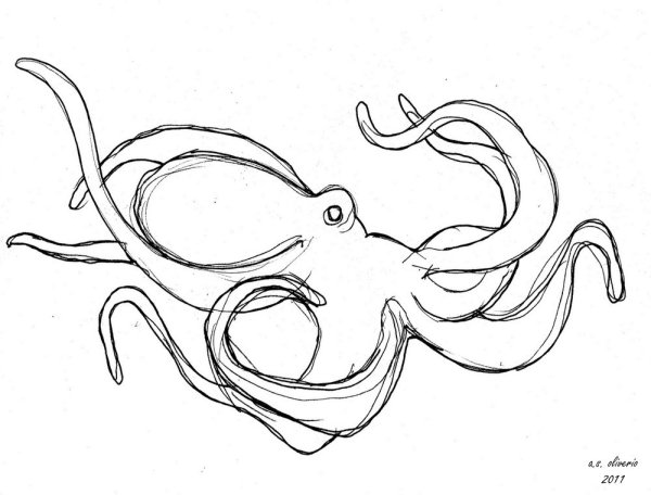 Осьминог рисунок карандашом